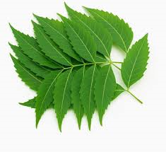 Neem