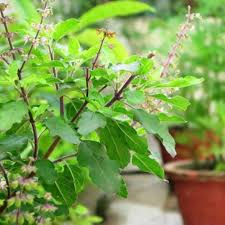 Tulsi